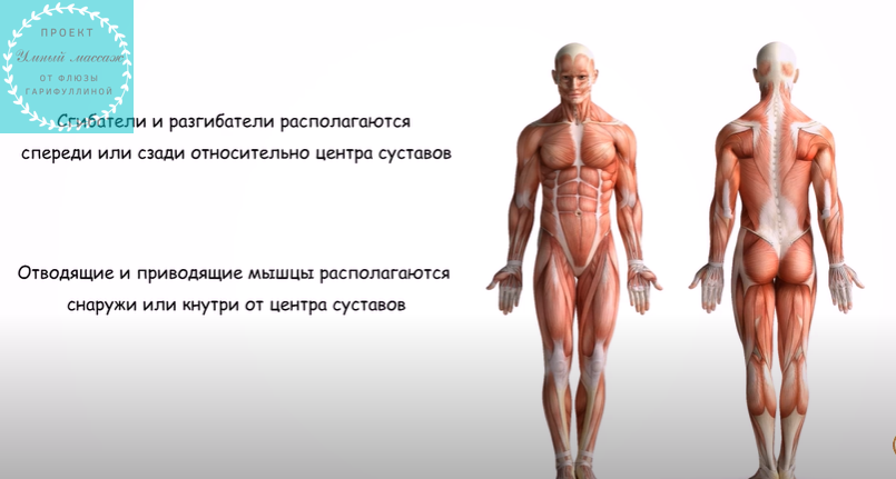 Анатомия для начинающих. Сгибатели и разгибатели.